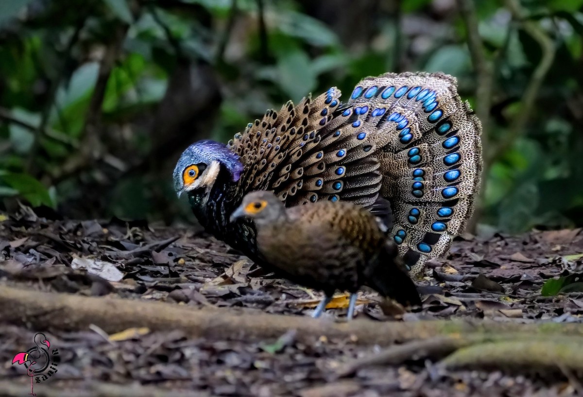 Bornean Peacock-Pheasant - ML646901357