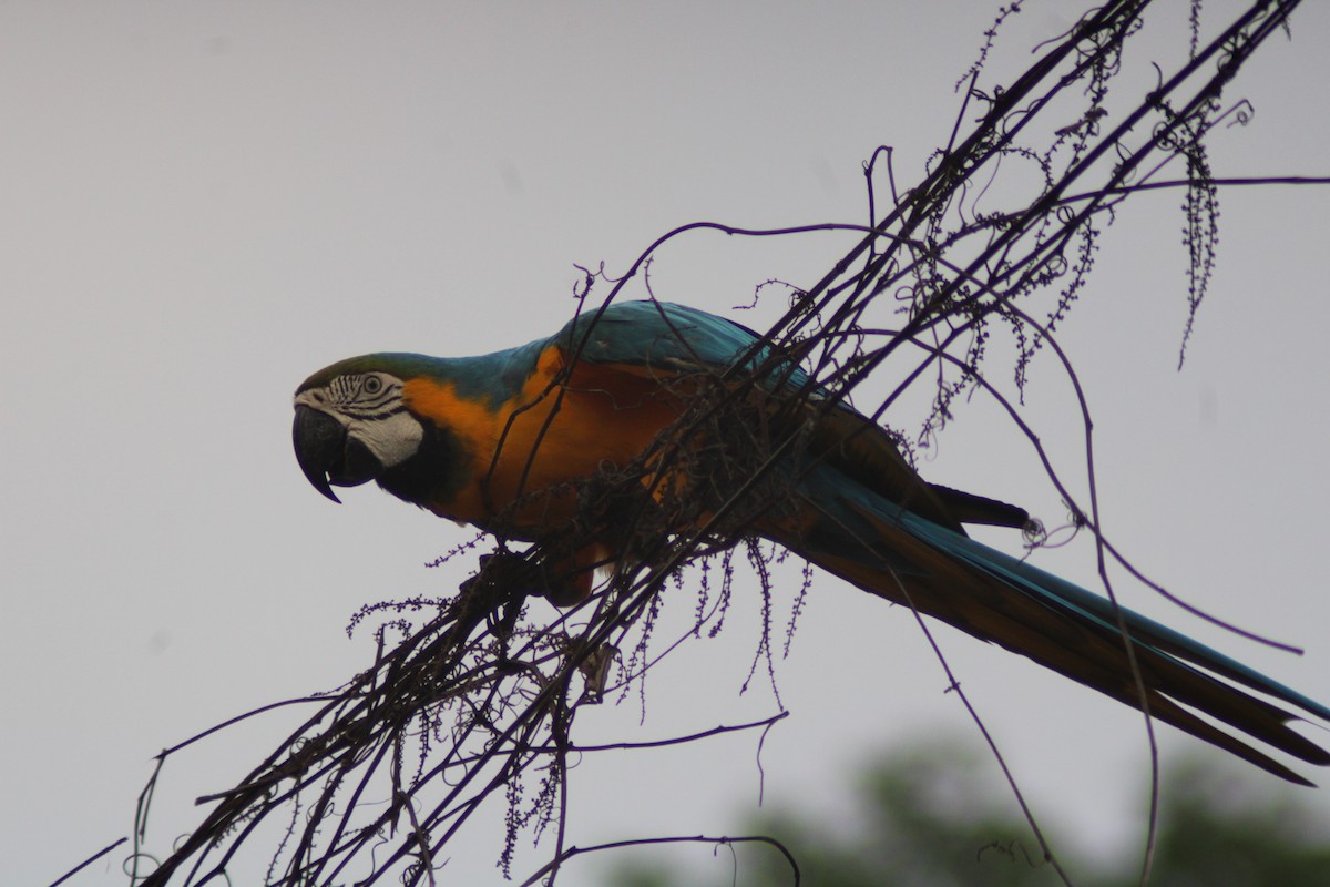 藍黃金剛鸚鵡 - ML646901359