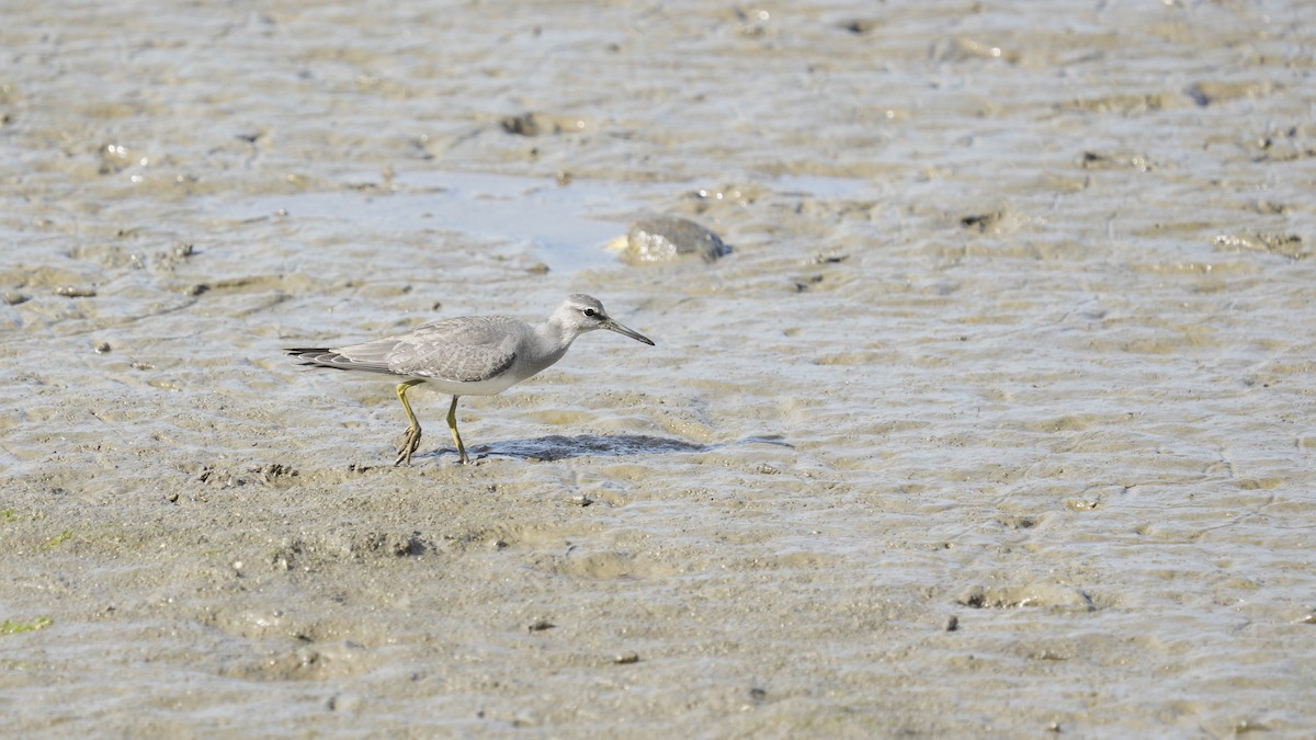 黃足鷸 - ML646901362