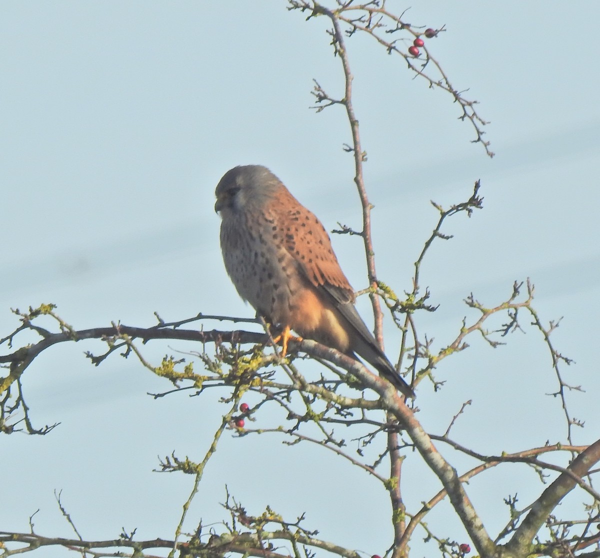 紅隼 - ML646901363