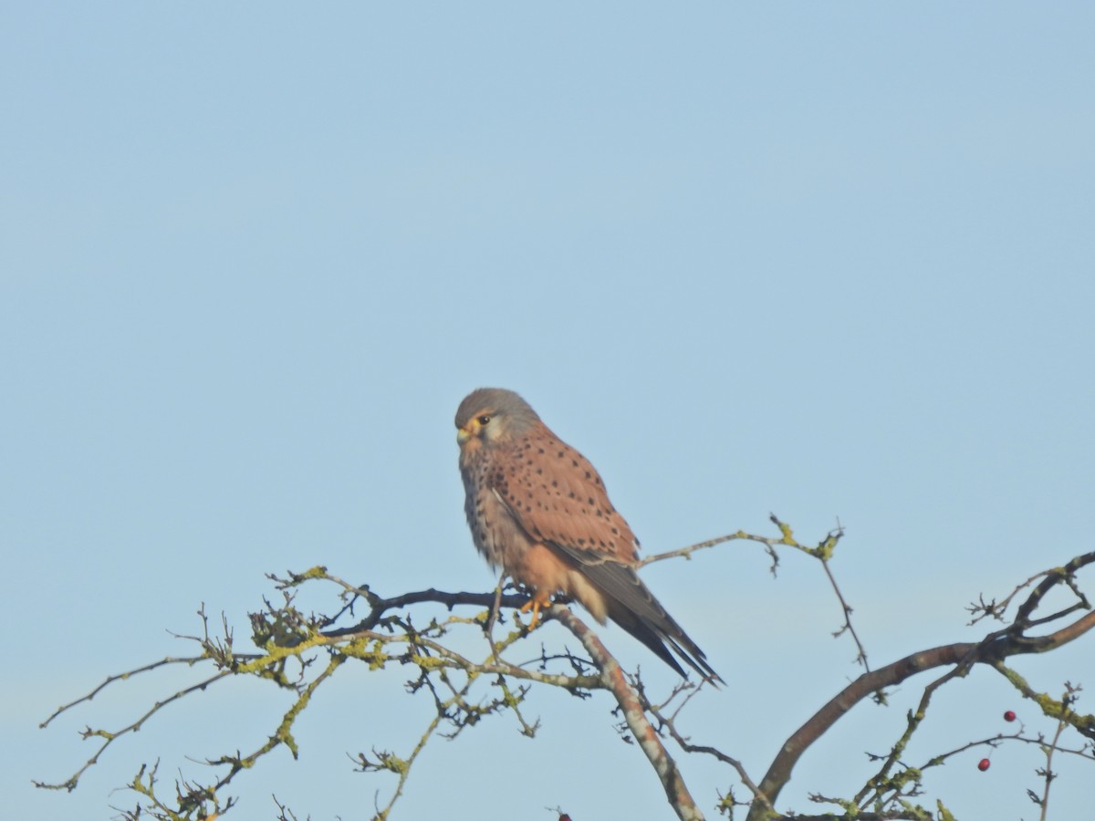 紅隼 - ML646901364