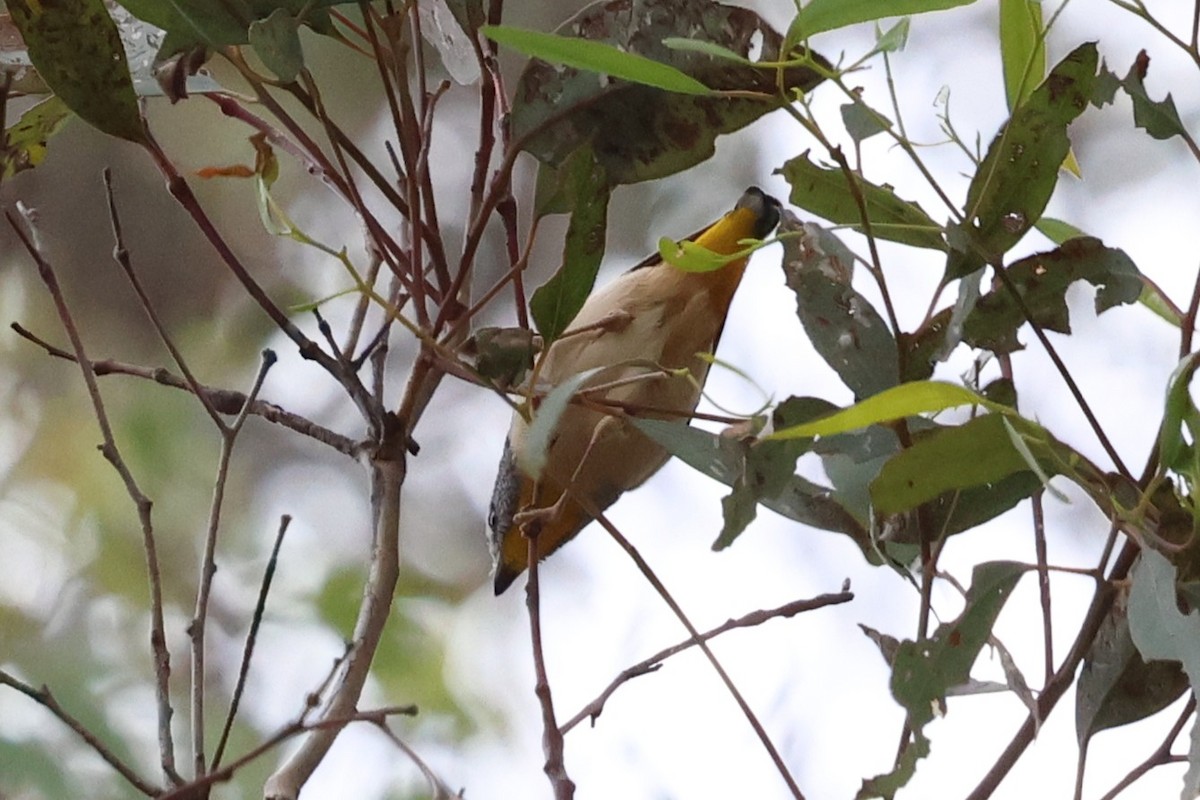 Spotted Pardalote - ML646901365
