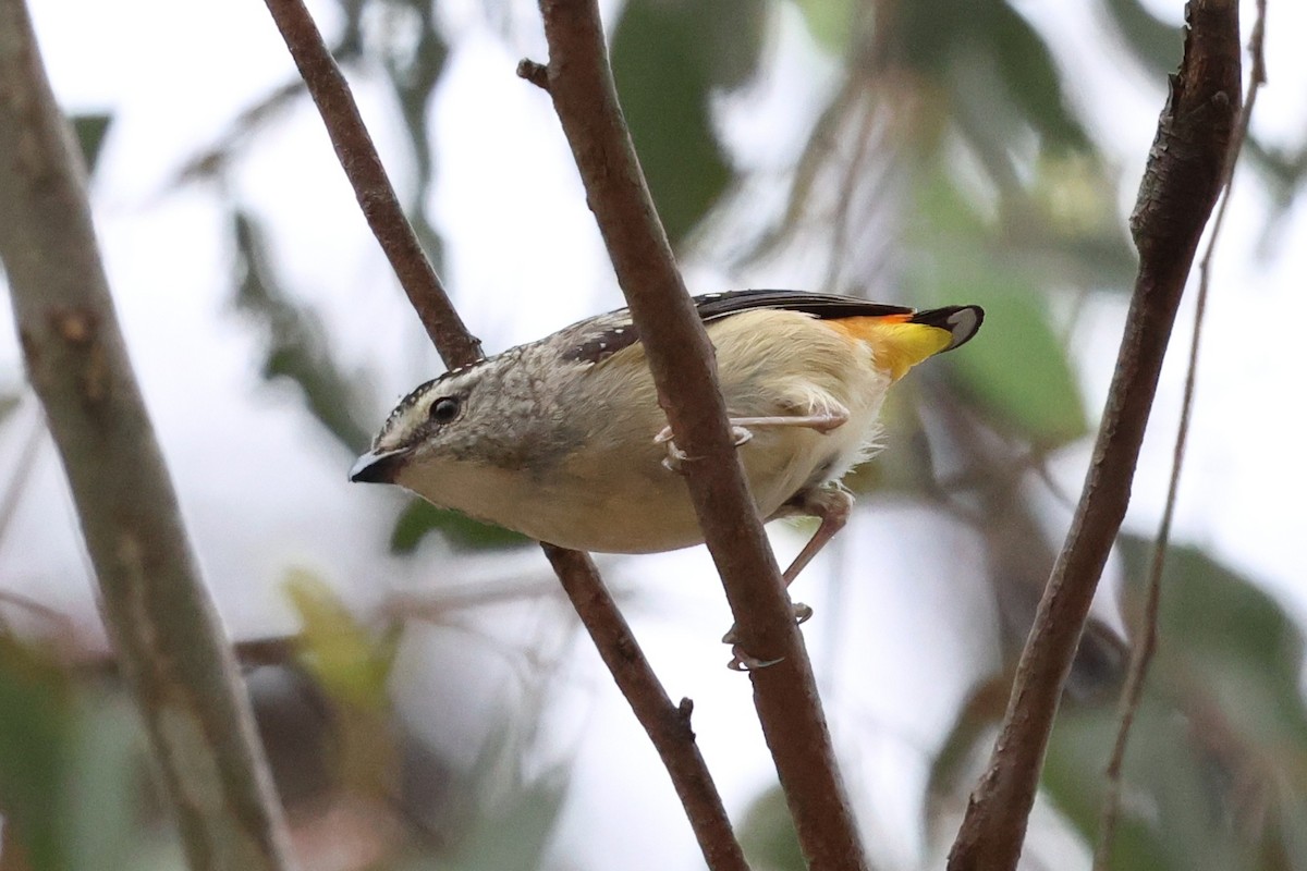 Spotted Pardalote - ML646901366