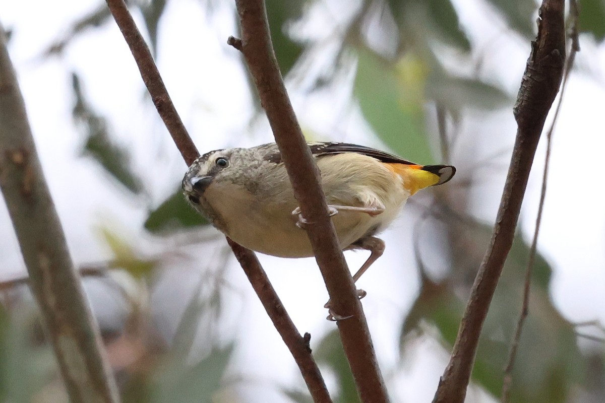 Spotted Pardalote - ML646901367
