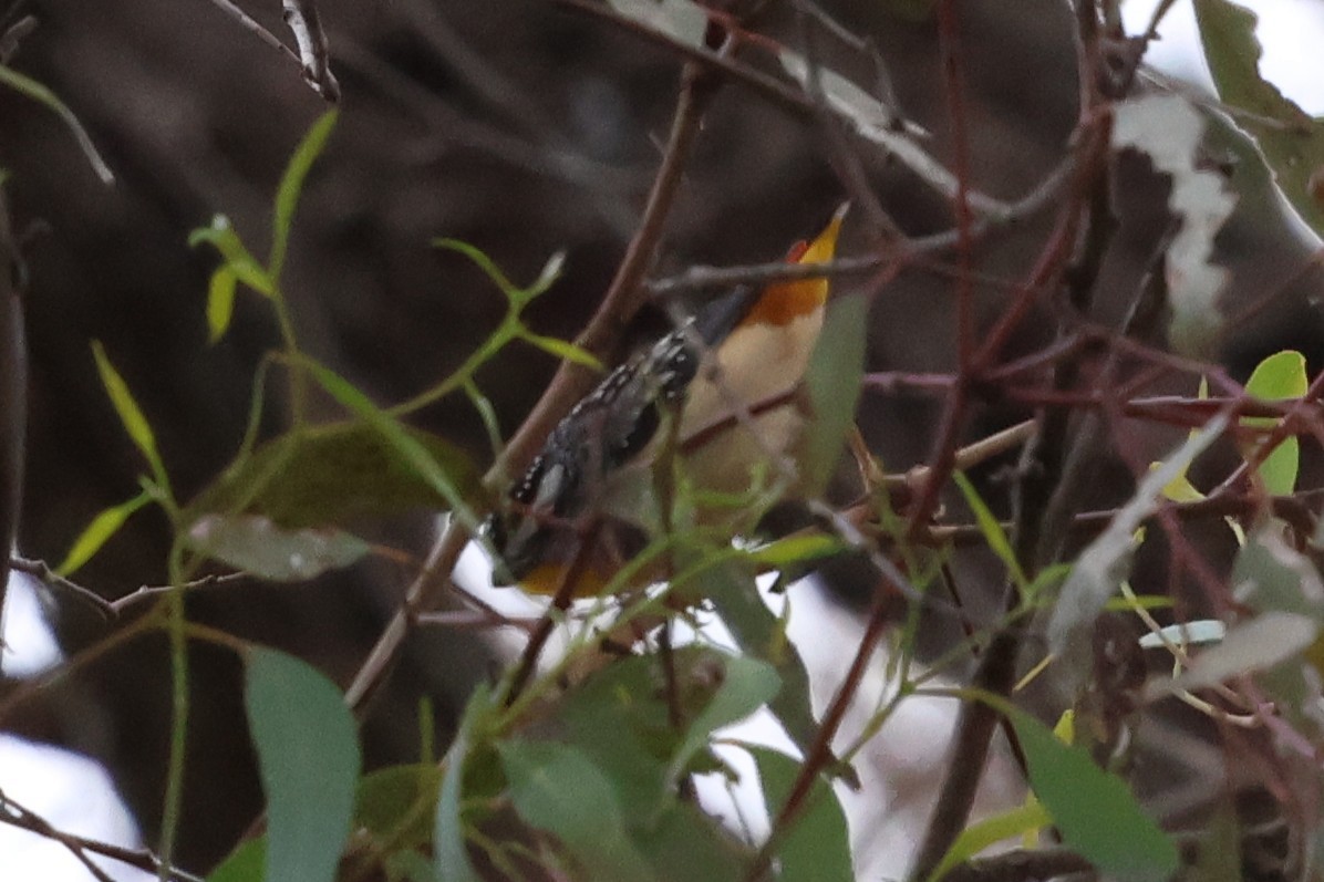 Spotted Pardalote - ML646901368