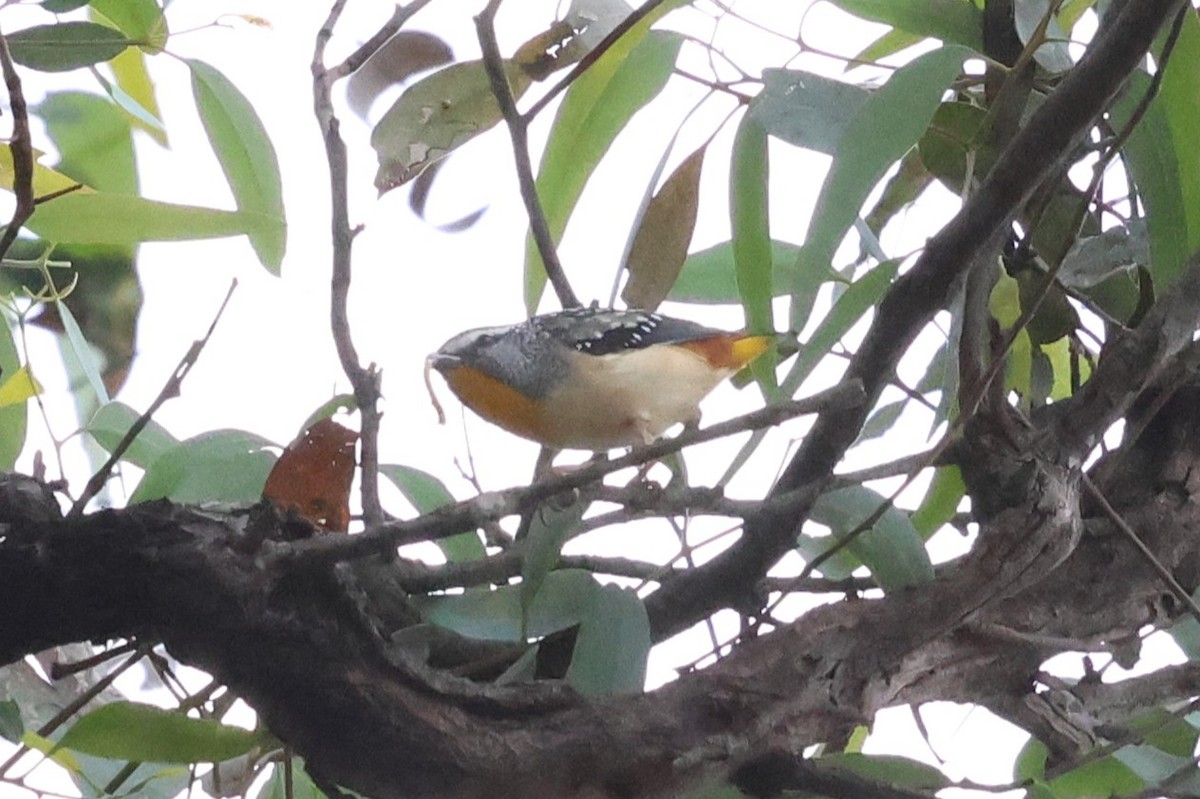 Spotted Pardalote - ML646901369