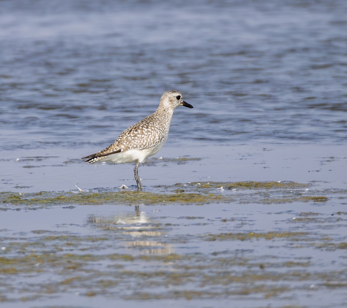 灰斑鴴 - ML646901370