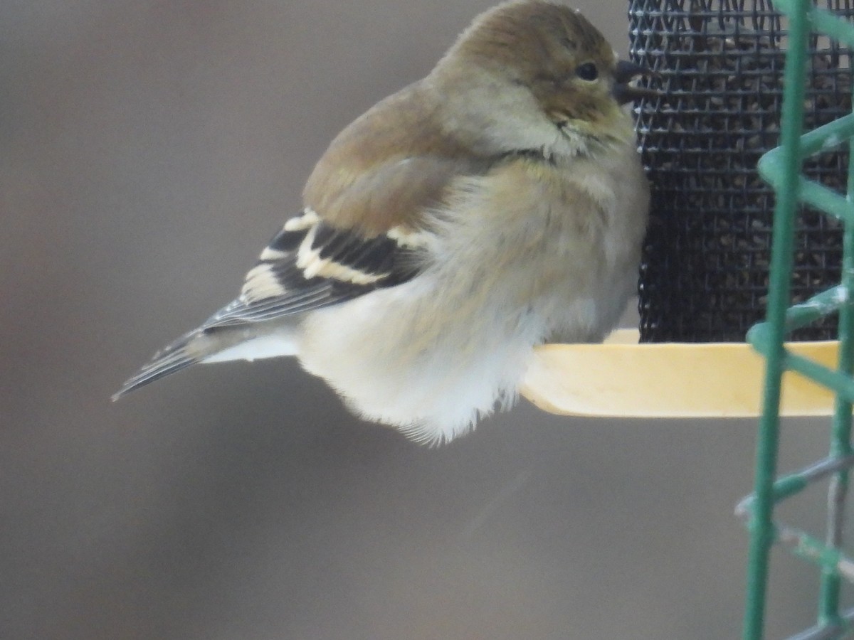 Чиж золотий - ML646901371