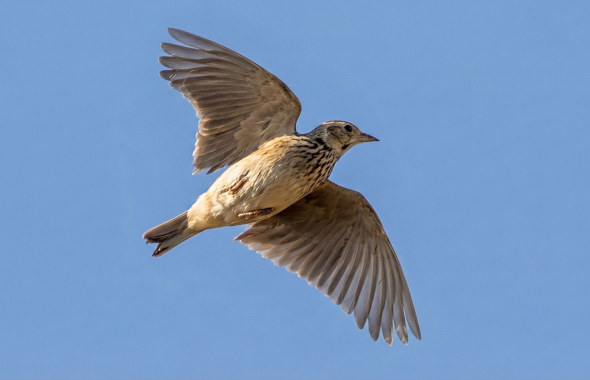 Oriental Skylark - ML646901376