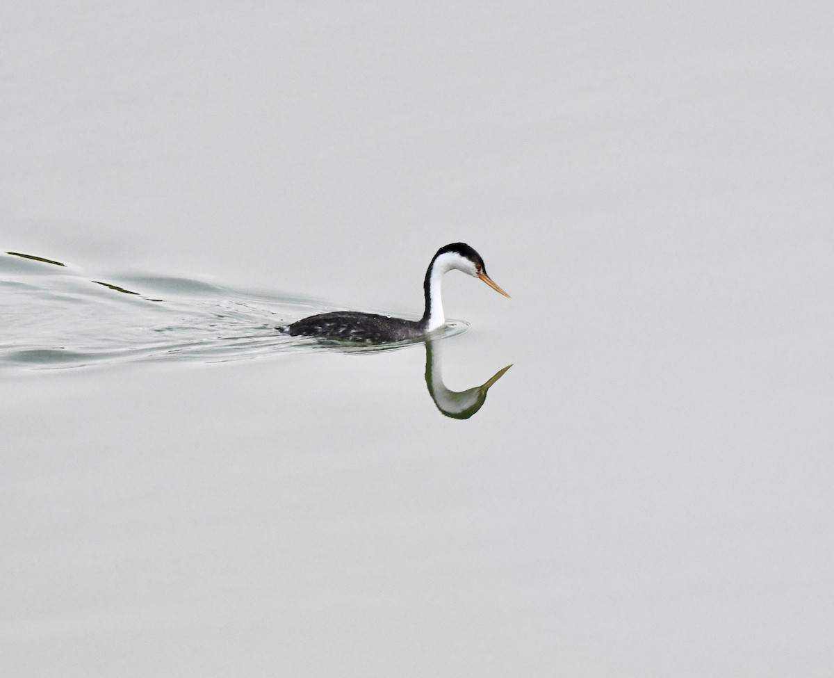 Clark's Grebe - ML646901377