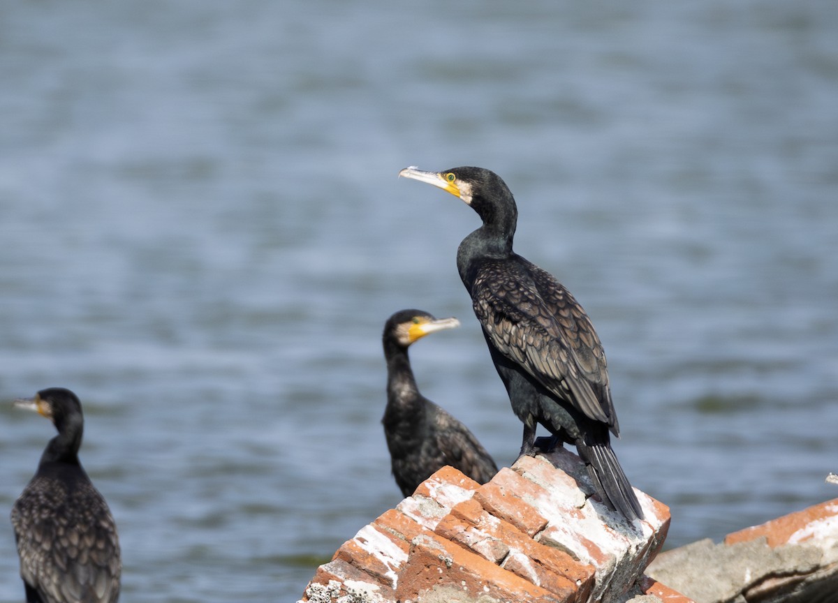 Great Cormorant - ML646901378