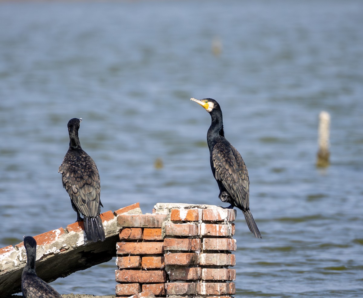 Great Cormorant - ML646901379