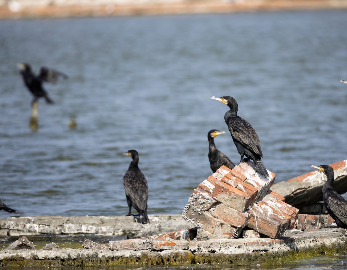 Great Cormorant - ML646901381