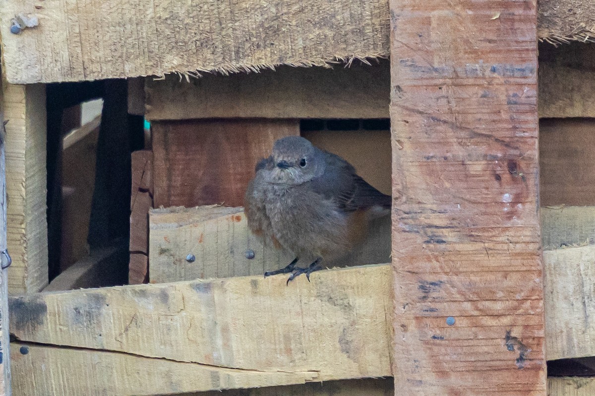 赭紅尾鴝 - ML646901382