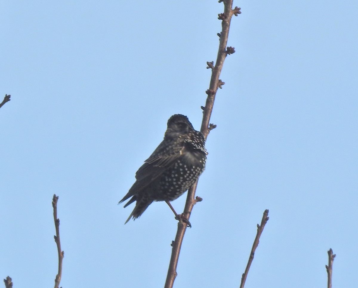 European Starling - ML646901383