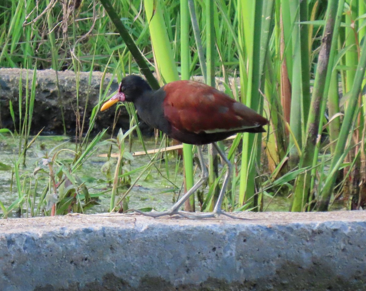 Jacana Sudamericana - ML646901384