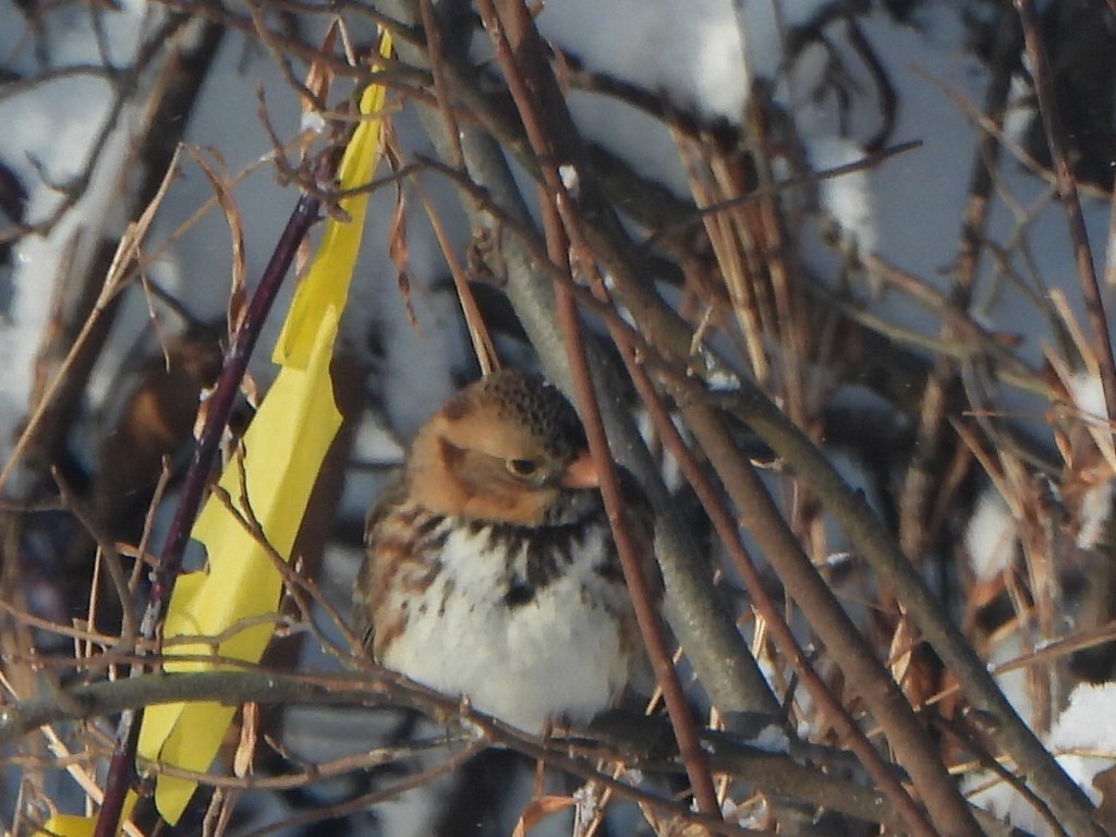 Harris's Sparrow - ML646901393