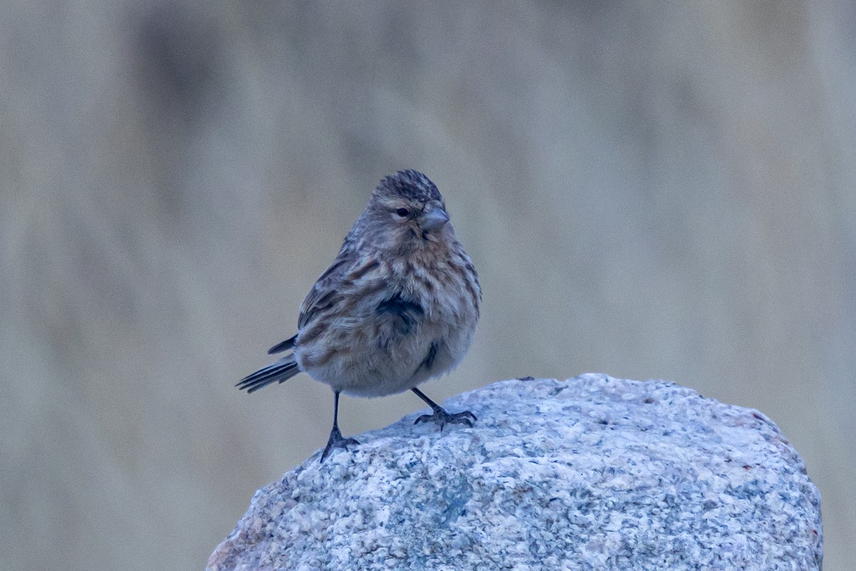 Twite - ML646901394