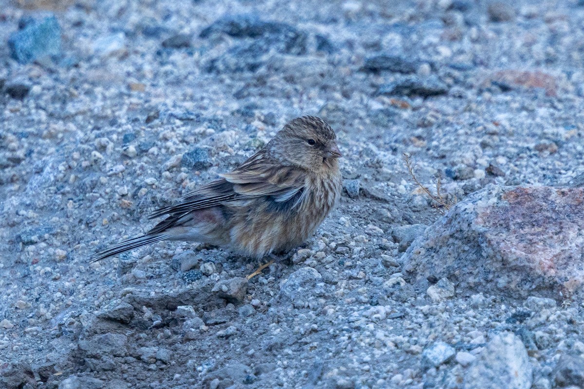 Twite - ML646901396
