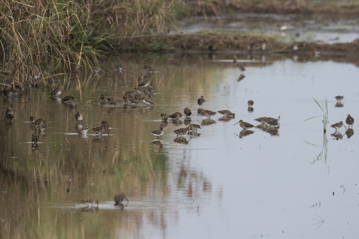 Common Snipe - ML646901397