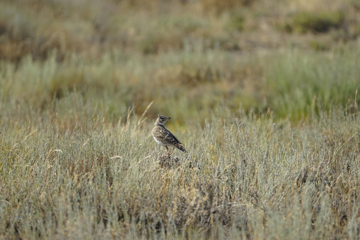 Alouette calandre - ML646901400