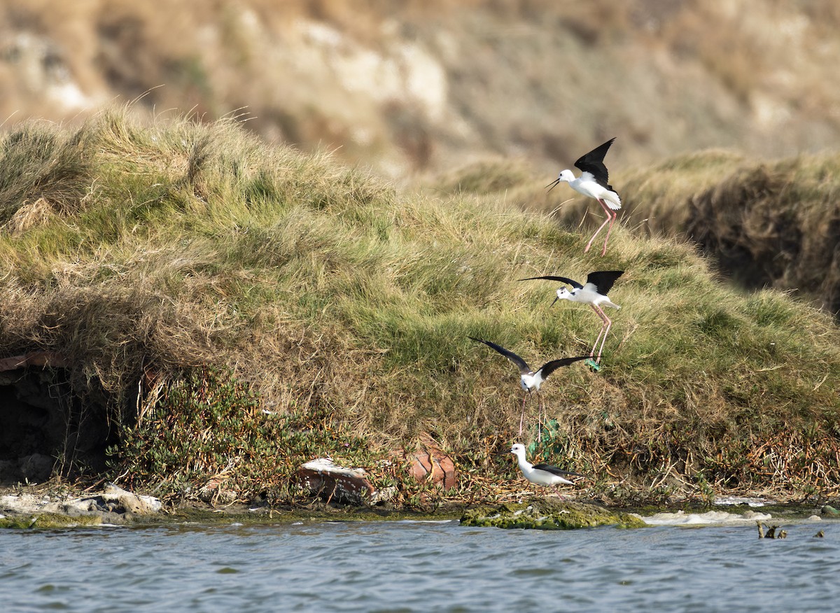 高蹺鴴 - ML646901401