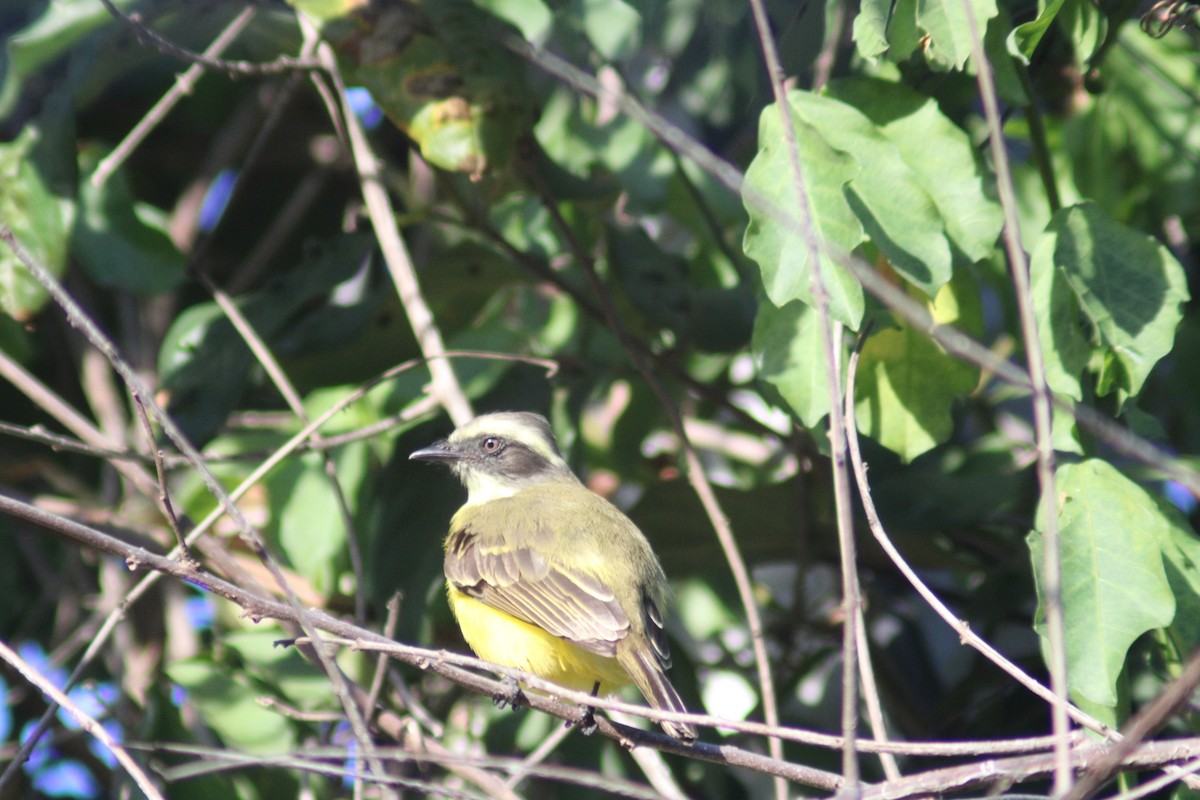 Social Flycatcher - ML646901402