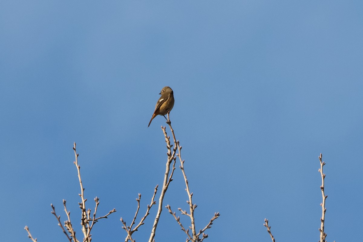 aurorarødstjert - ML646901403