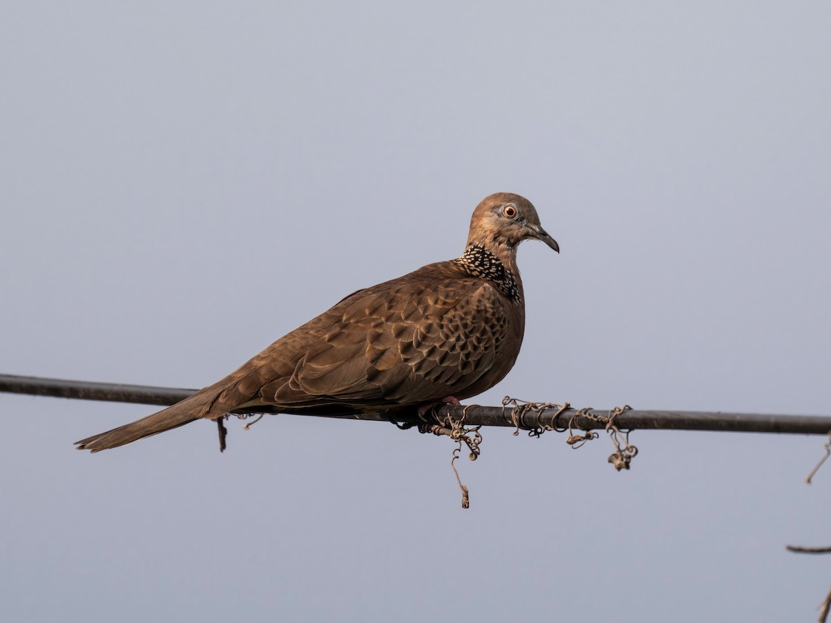 Spotted Dove - ML646901405