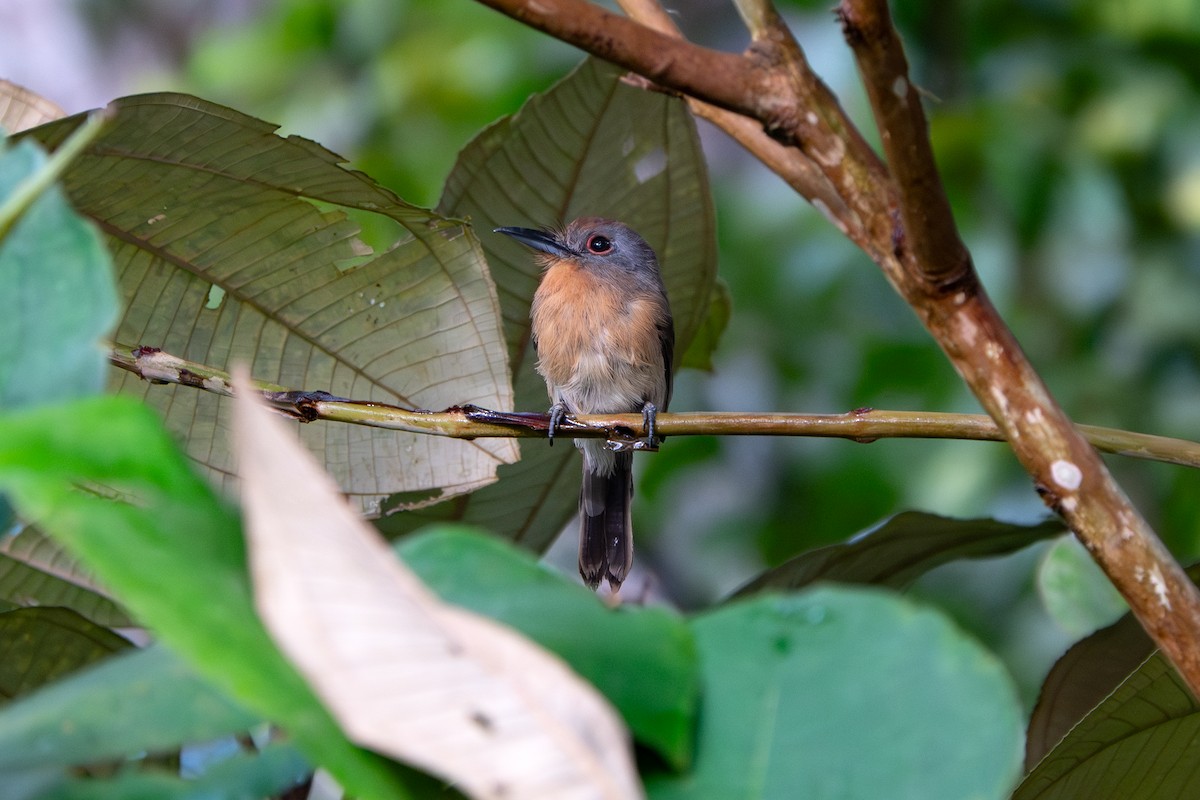 Gray-cheeked Nunlet - ML646901407