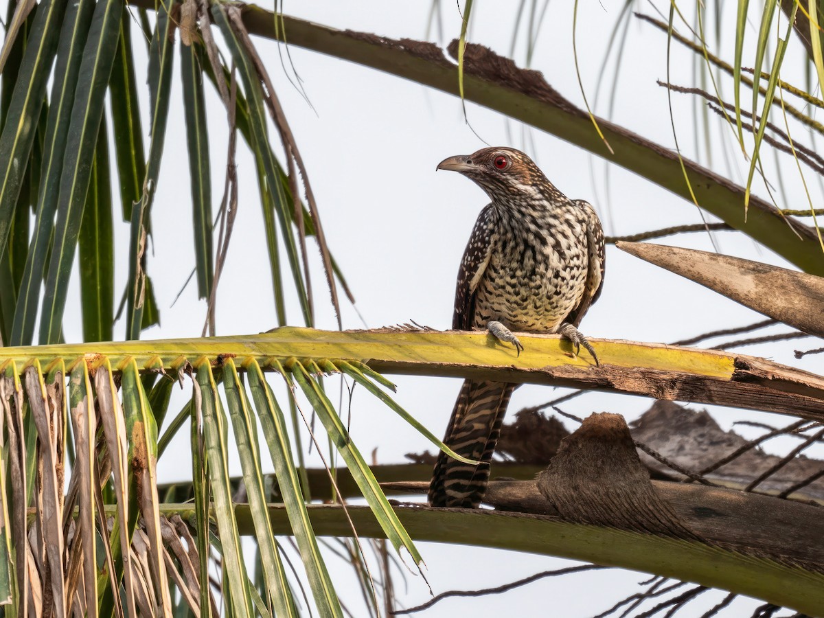 Asian Koel - ML646901409