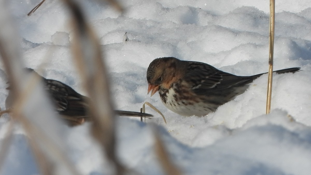 Harris's Sparrow - ML646901412