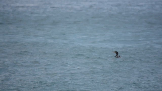 Ubarroi handia - ML646901413