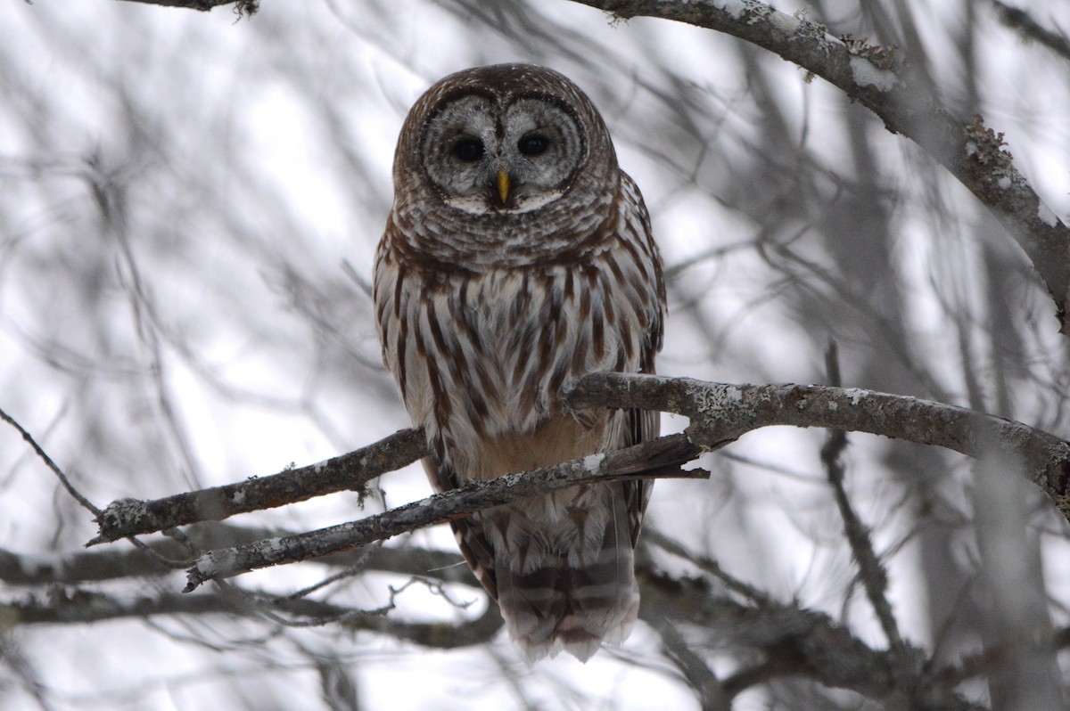 Cárabo Norteamericano - ML646901425