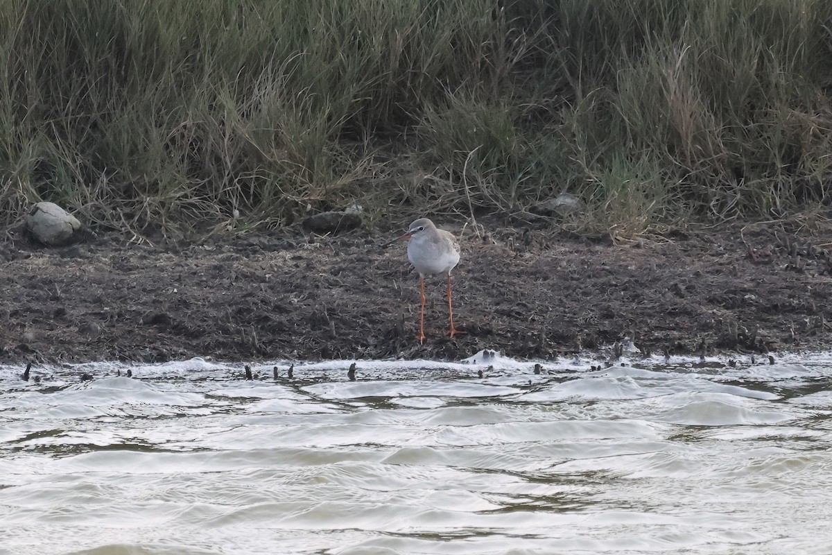 Archibebe Oscuro - ML646901426