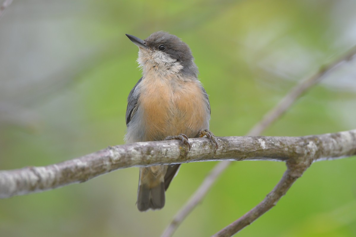 Поползень-крошка - ML646901428