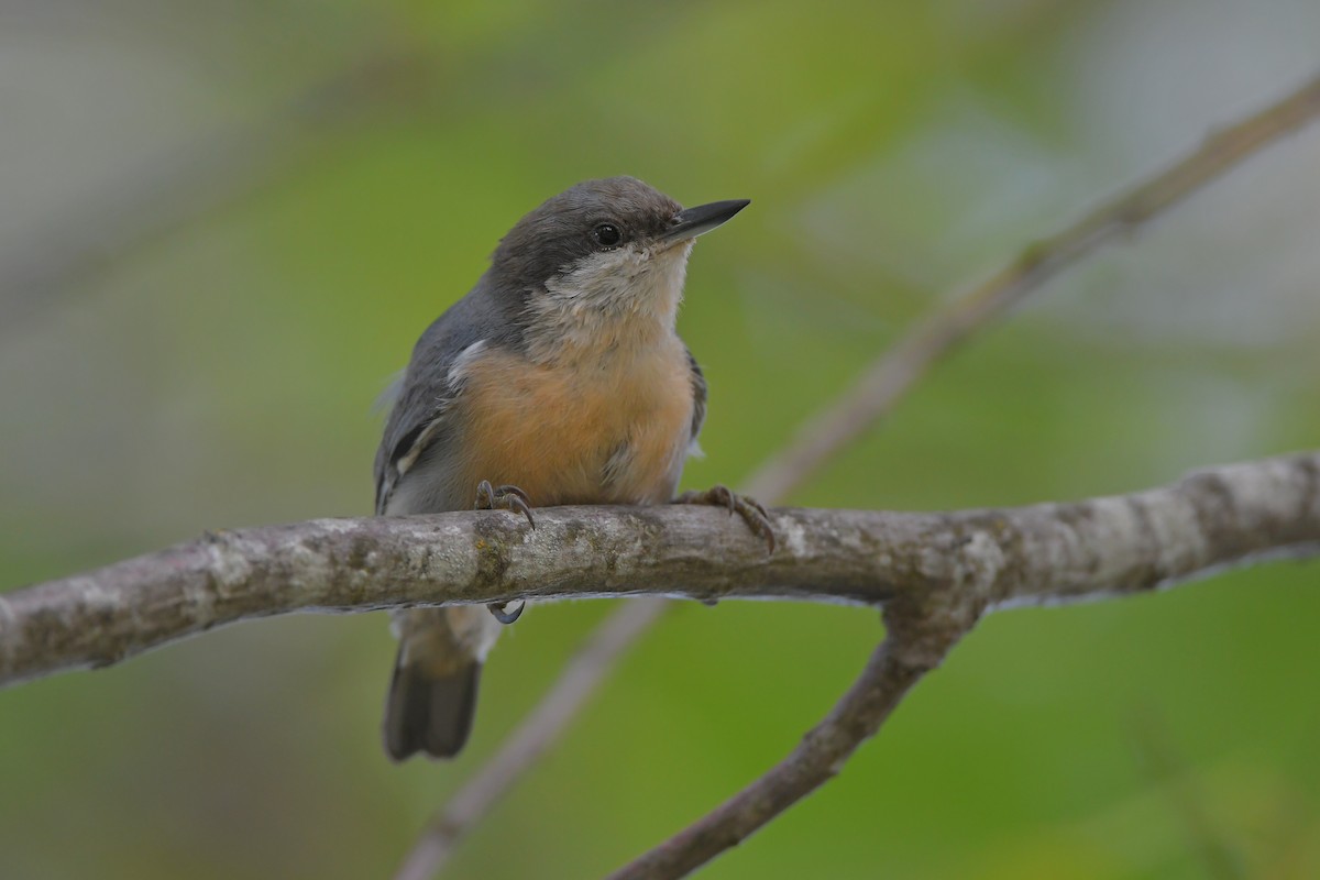 Поползень-крошка - ML646901429