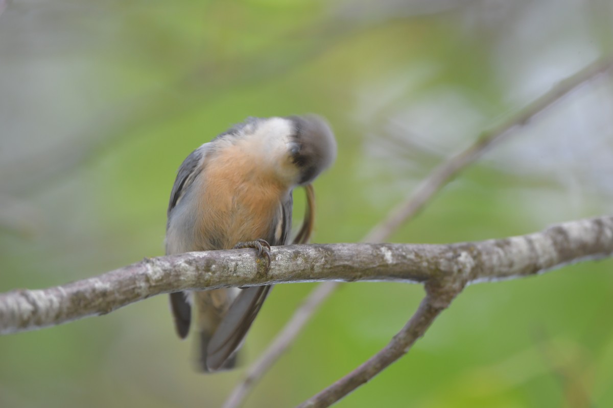 Поползень-крошка - ML646901430
