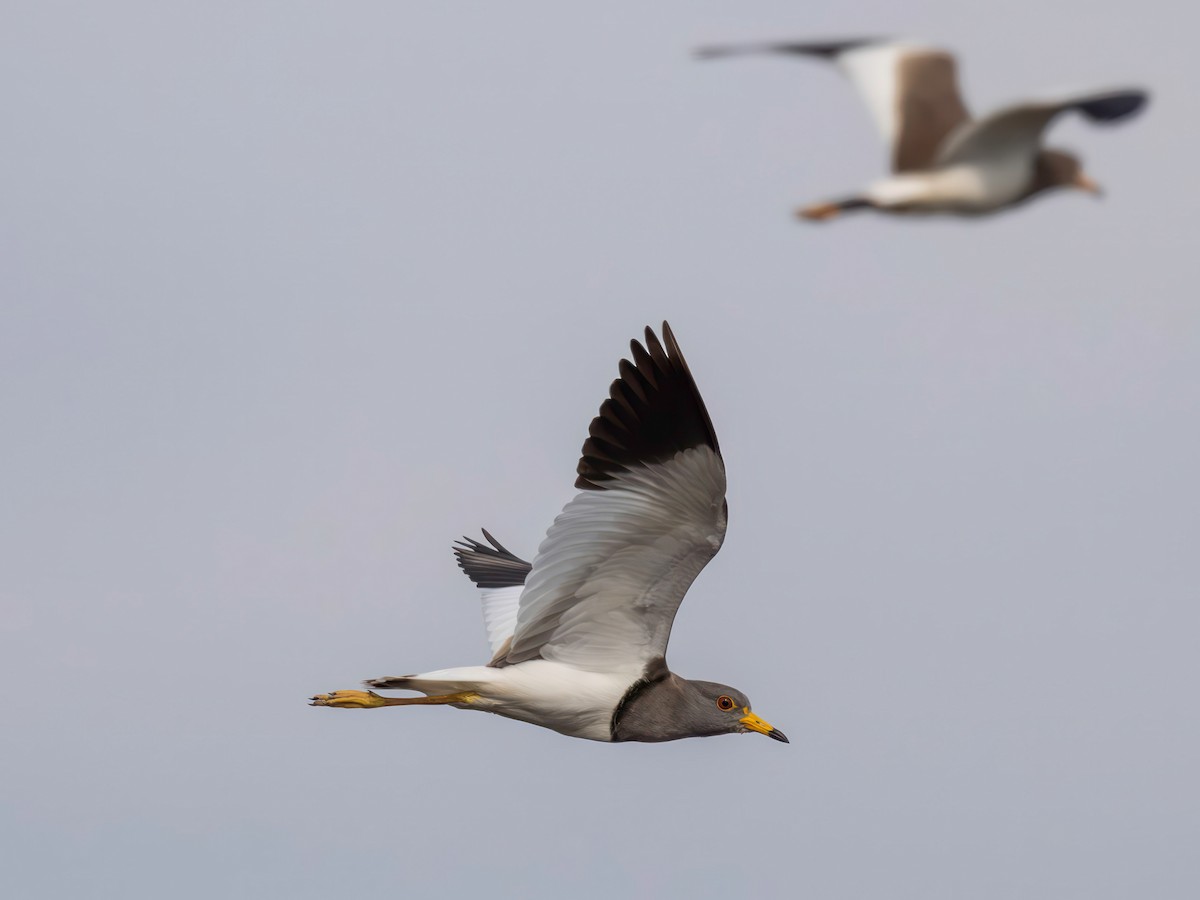 Саарал хавтгаалж - ML646901431