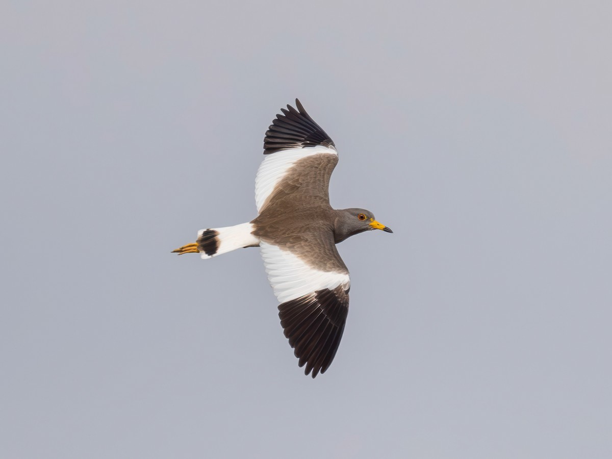 Саарал хавтгаалж - ML646901432