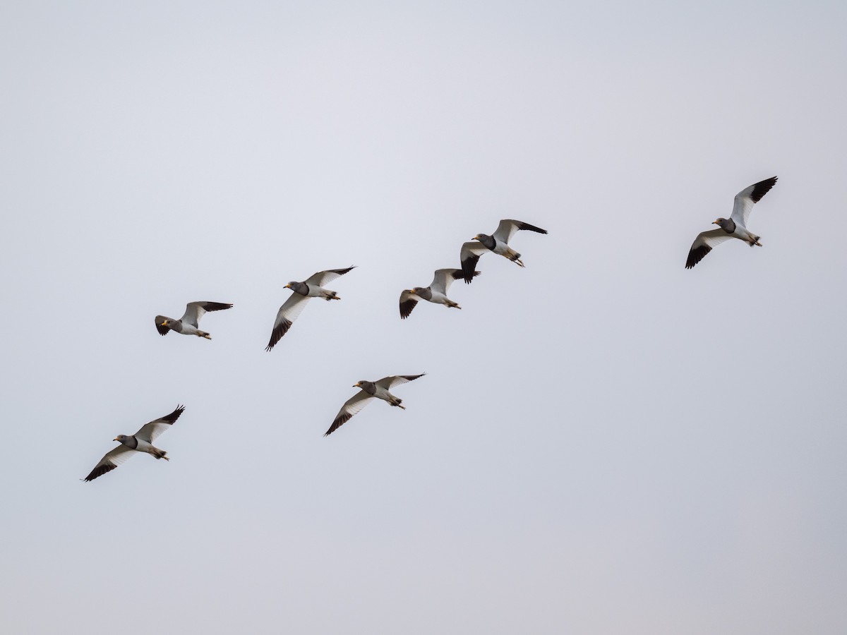 Саарал хавтгаалж - ML646901433