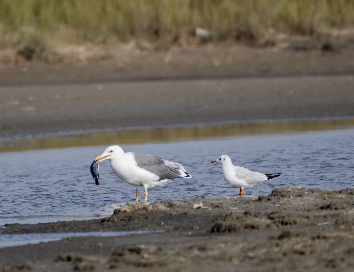 Монгольская чайка - ML646901435