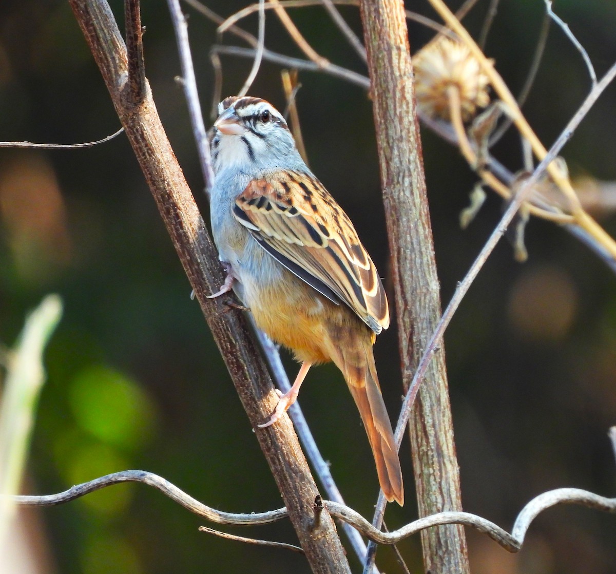 Рыжехвостая овсянка - ML646901438