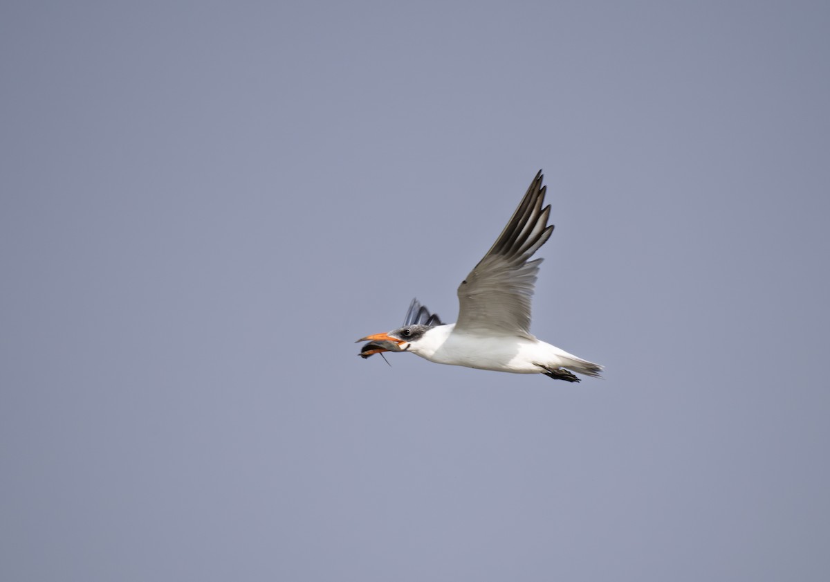 Чеграва - ML646901440