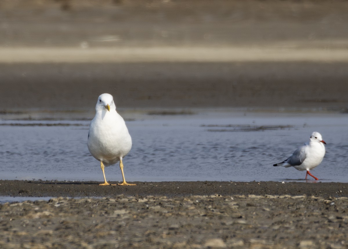 Монгольская чайка - ML646901441