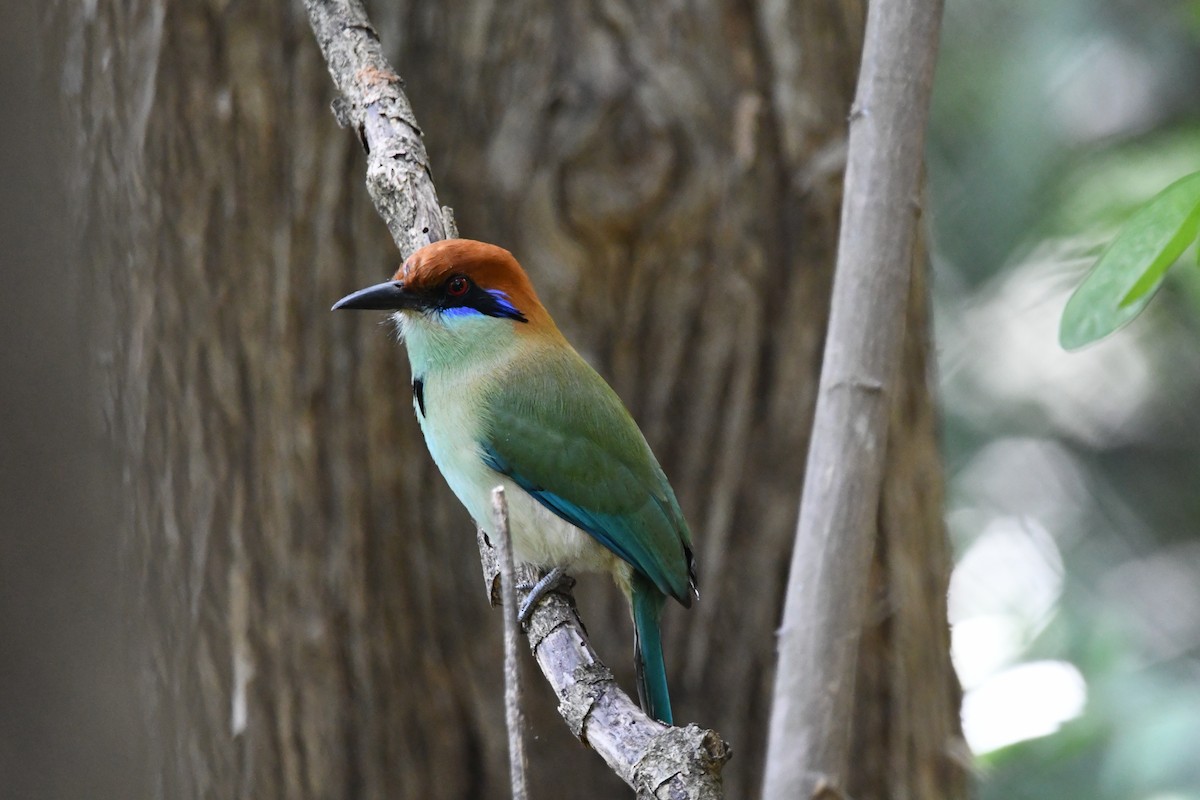 Бурошапочный момот - ML646901442