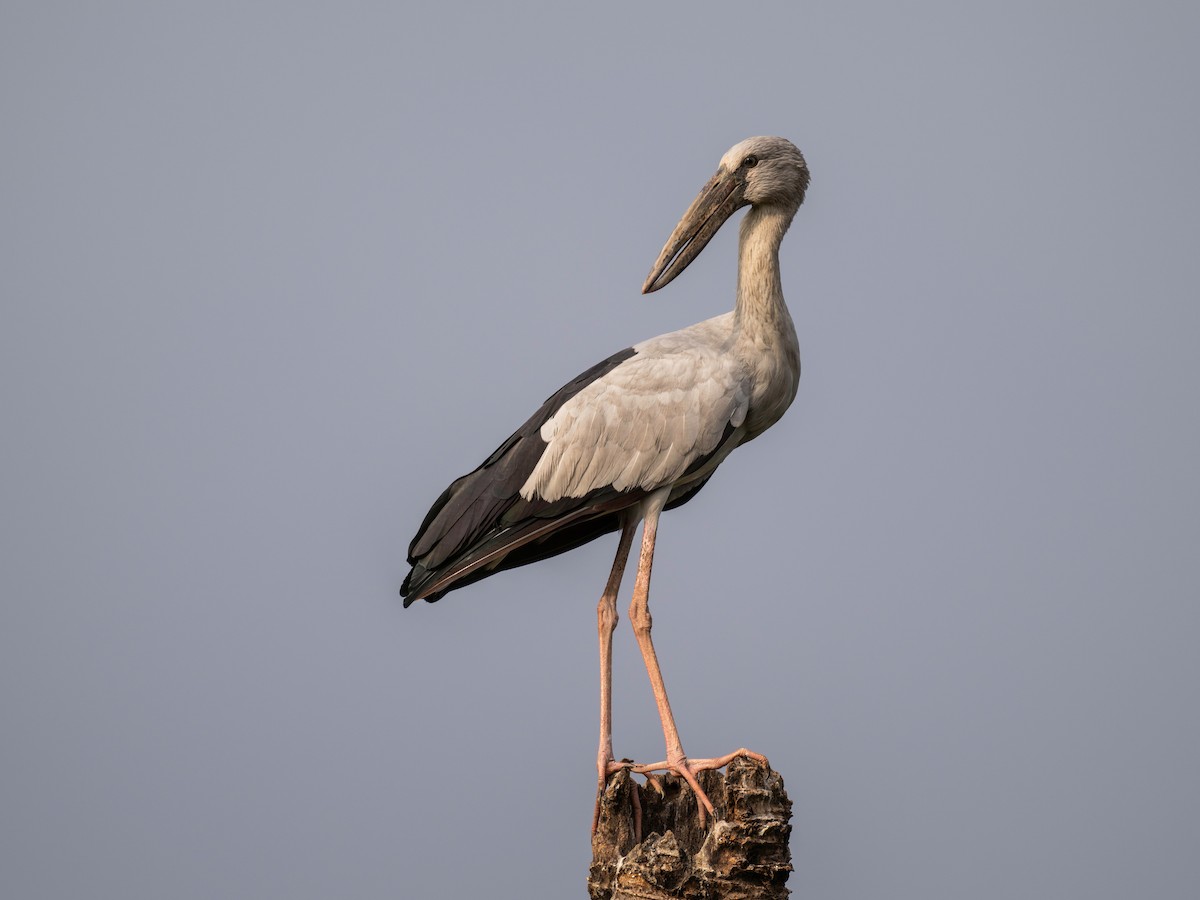 Индийский аист-разиня - ML646901446