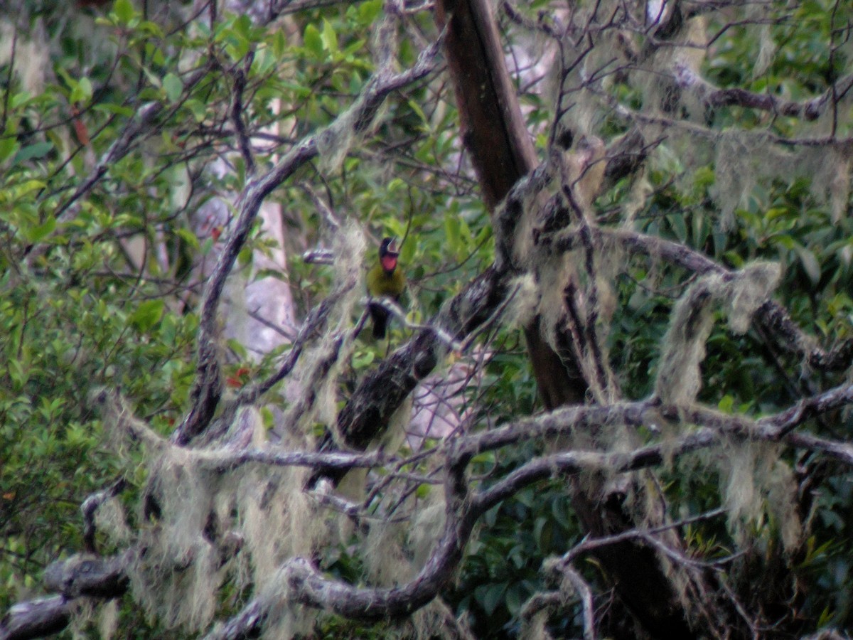 Гологорлый свистун - ML646901447