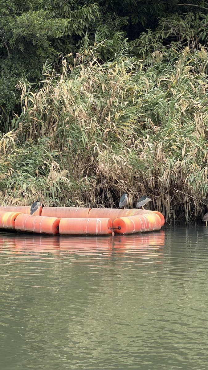 Кваква - ML646901448