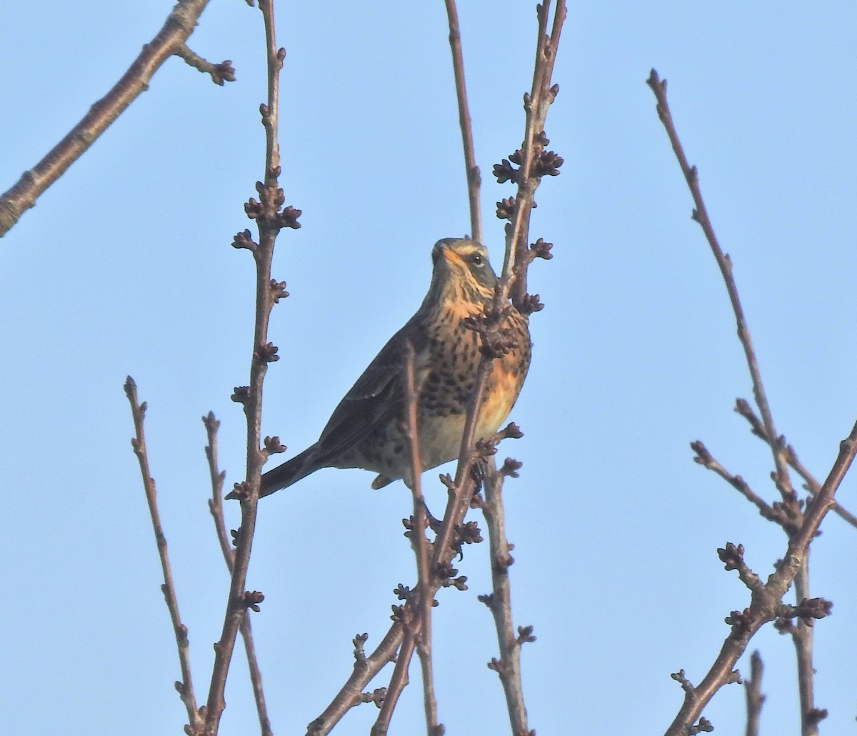 Рябинник - ML646901449